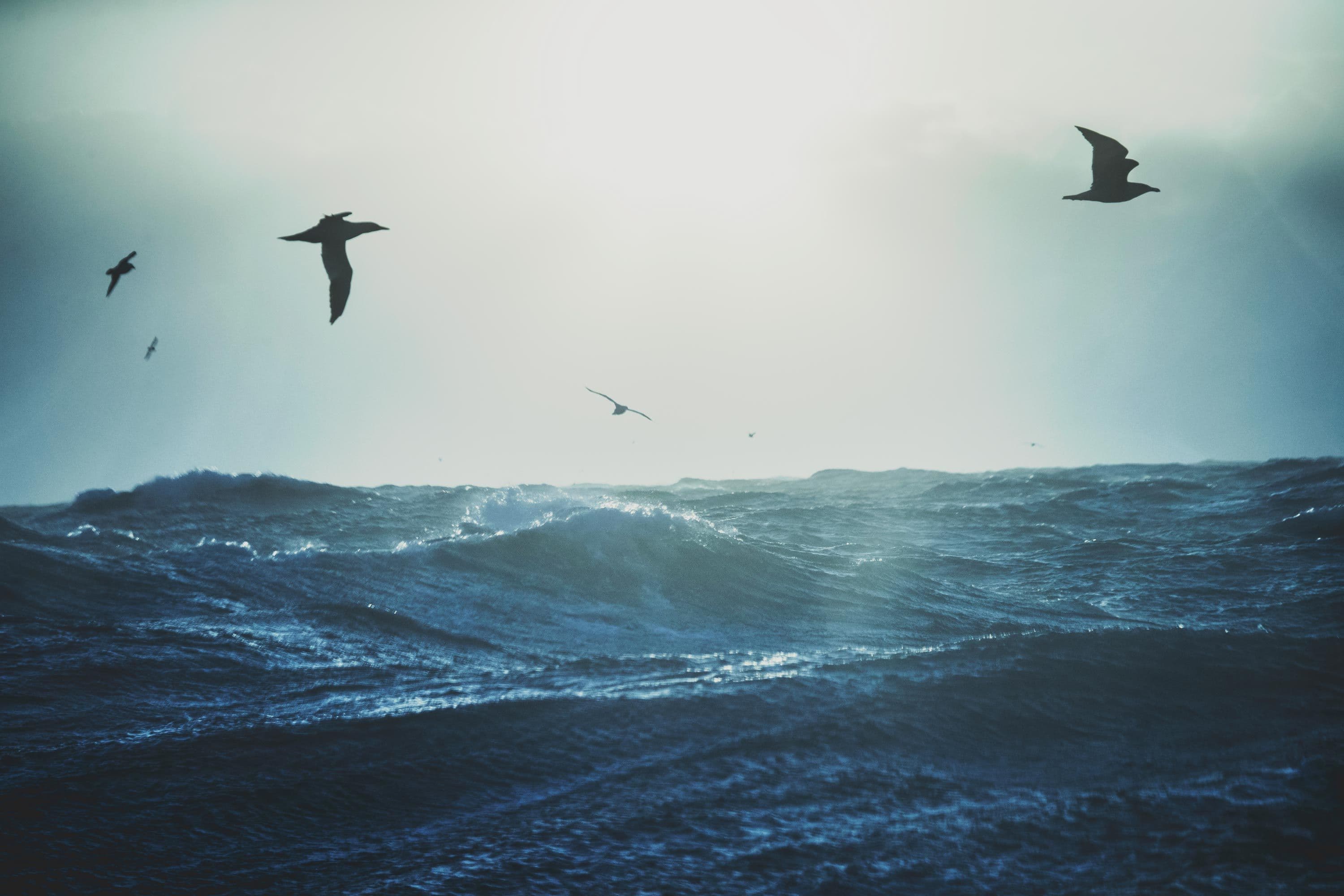 Påvirkning på dyreliv